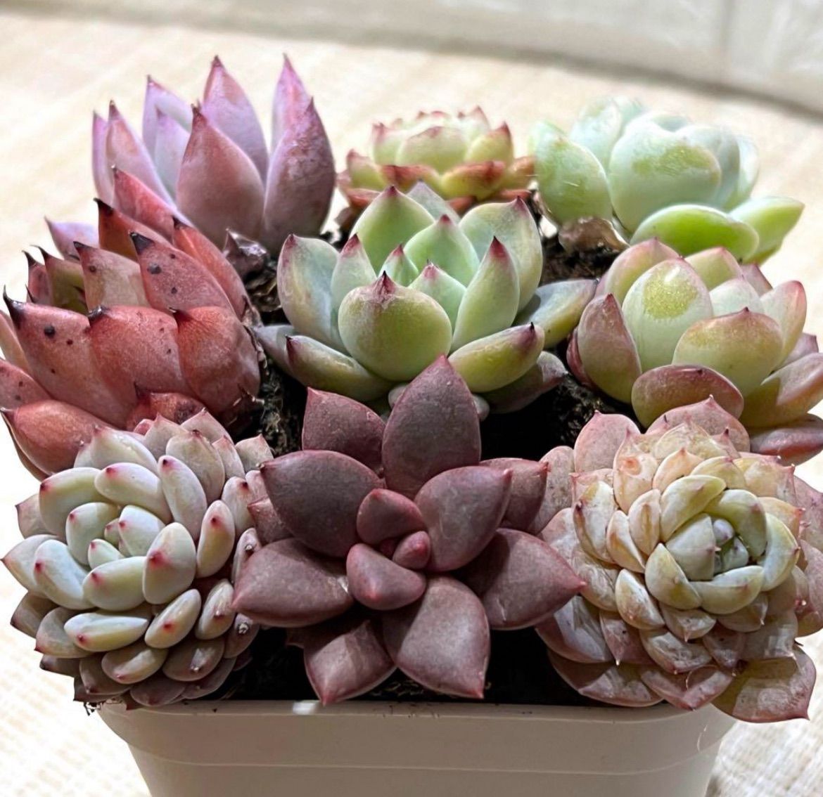 No.5 エケベリア 多肉植物 爪が可愛いピンクセット 韓国苗 輸入苗