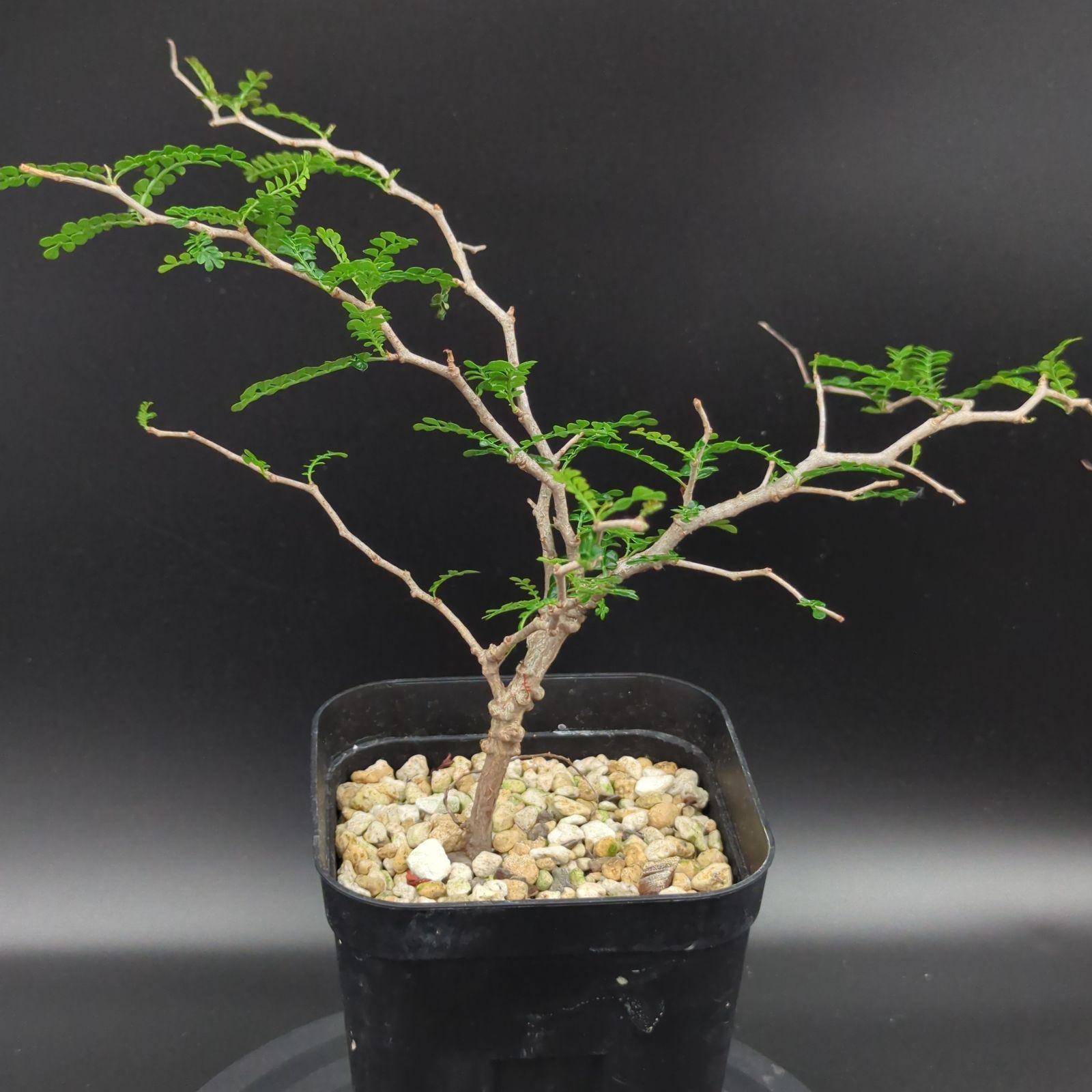 オペルクリカリア・パキプス実生6年株 オペルクリカリアパキプス 実生6年