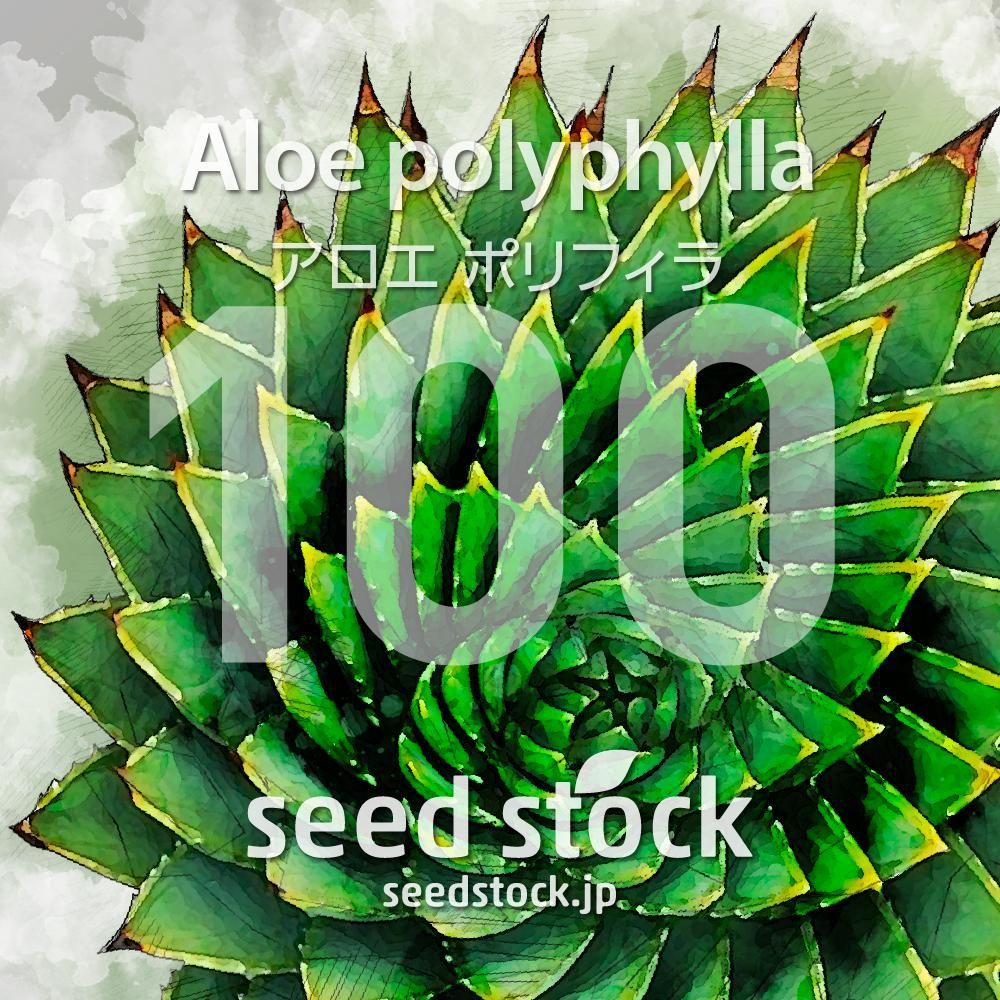 アロエの種 Aloe polyphylla 100粒 ゆうパケット発送 - メルカリ