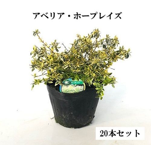 12本セット アベリア ホープレイズ|15 cmポット