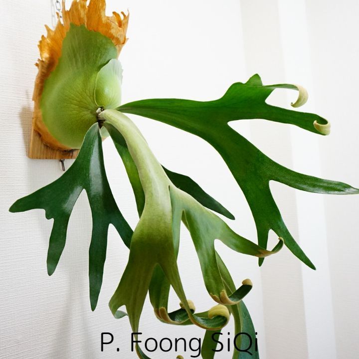 【大株】P. foong siqi ビカクシダ その後のビカクシダ フーンシキ(P. foong siqi) ② | calmplants