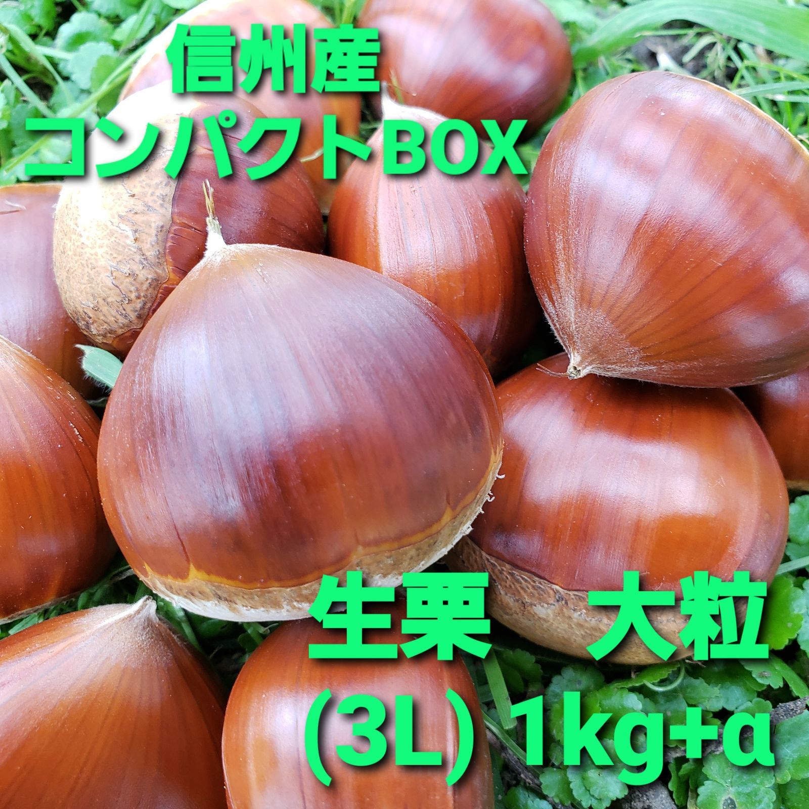 生栗 L〜2L 1.3kg - 通販 - hanackenovinky.cz