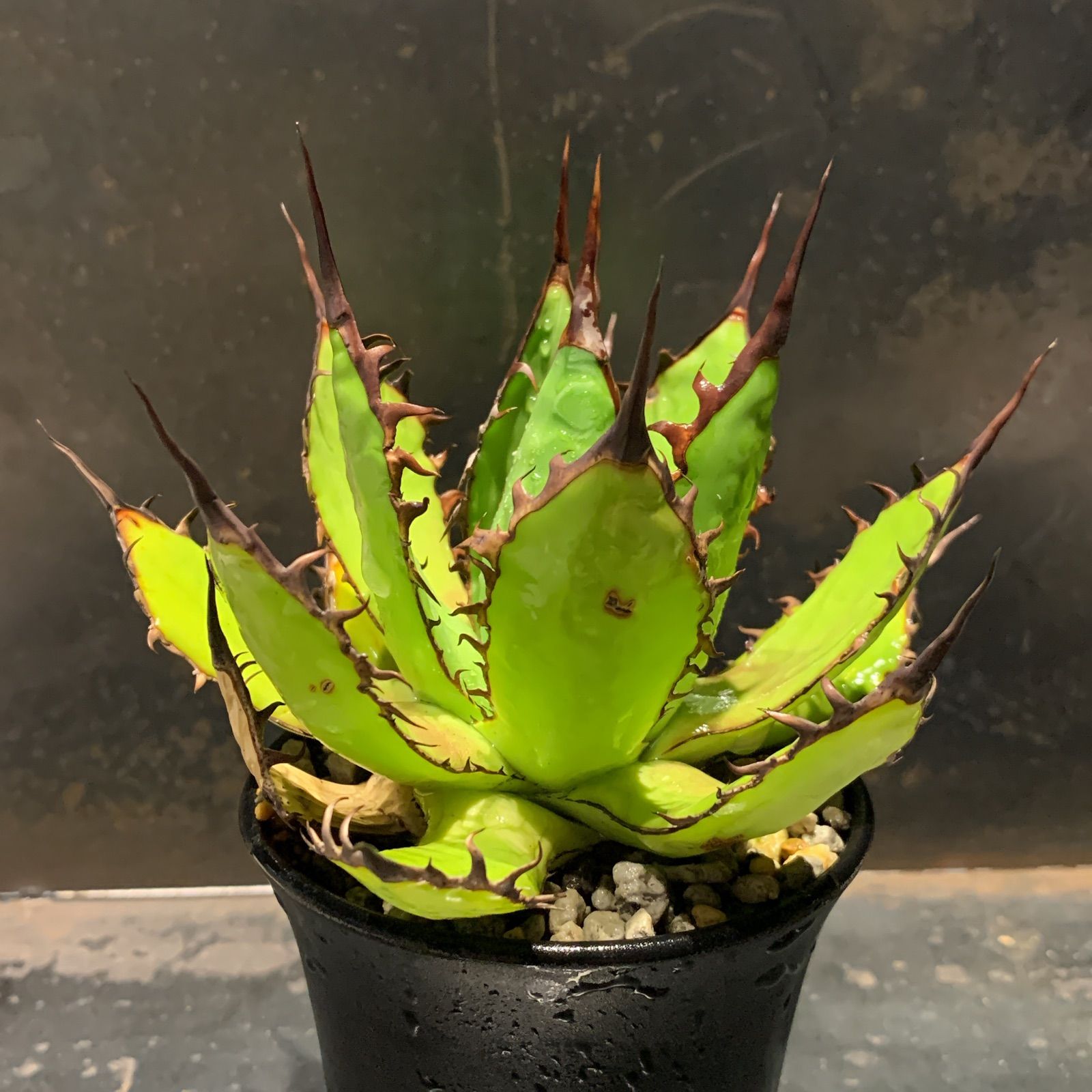 アガベ ホリダ 陽炎