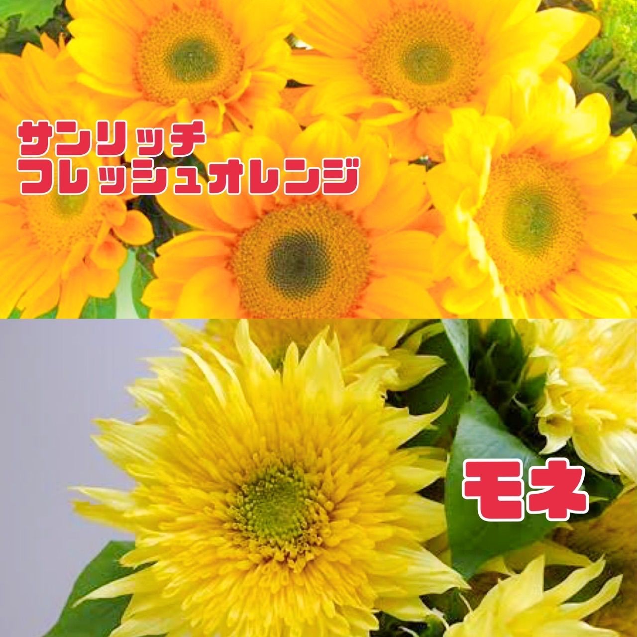 ヒマワリ オレンジ系8本 花径8〜10㎝ 丈45㎝前後 生花 切花 花材