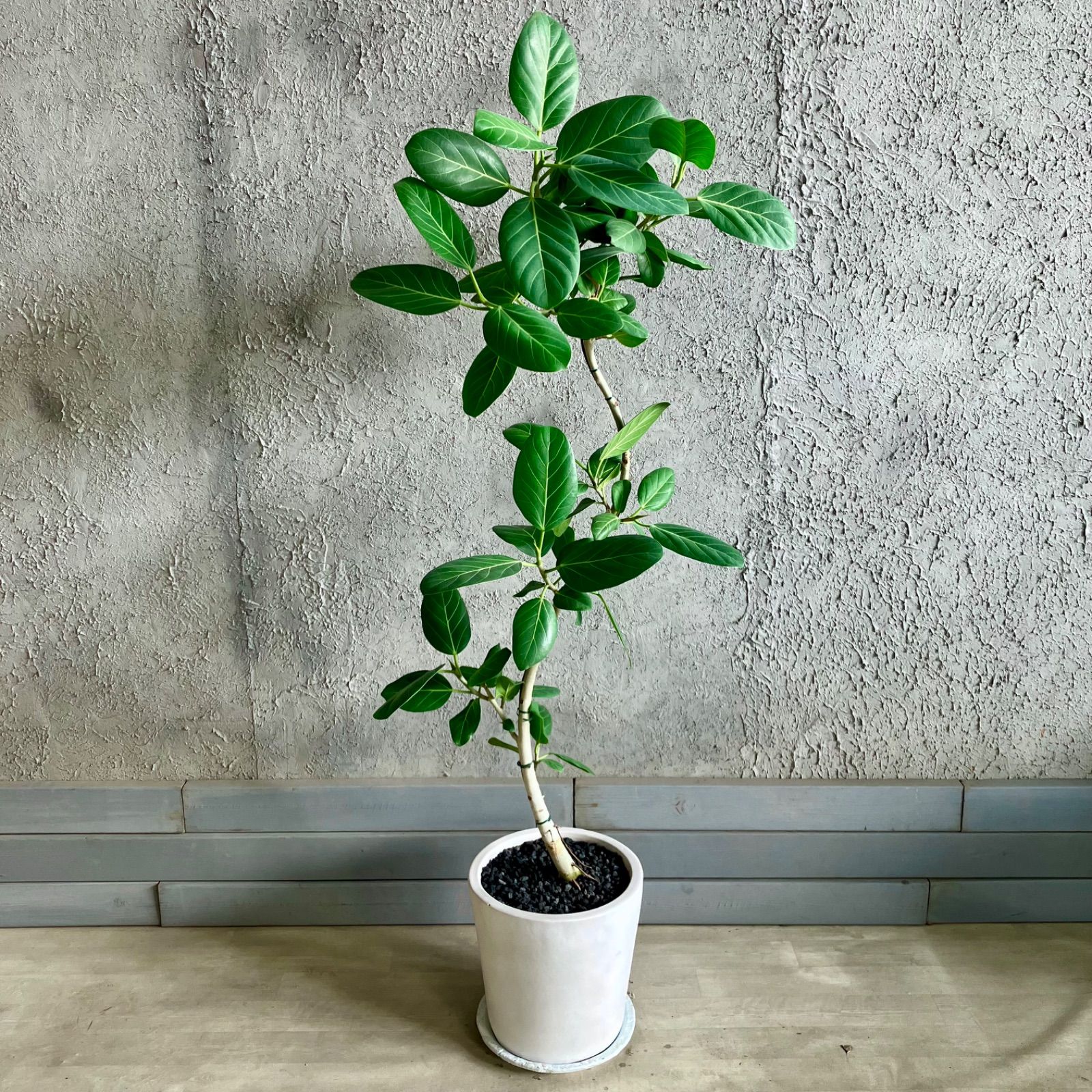 フィカス ベンガレンシ 曲がり仕立て10号 特大苗木最高等級極上品 ①