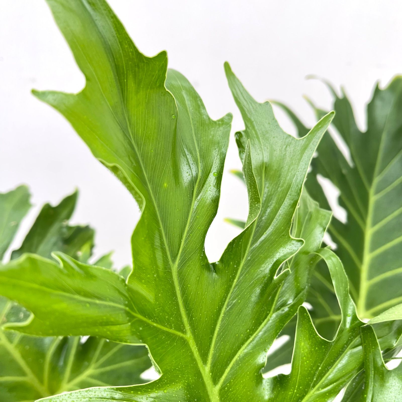 フィロデンドロン セローム 幹上がり 3 現品 観葉植物 室内 大型 YUZUMIYA_COM