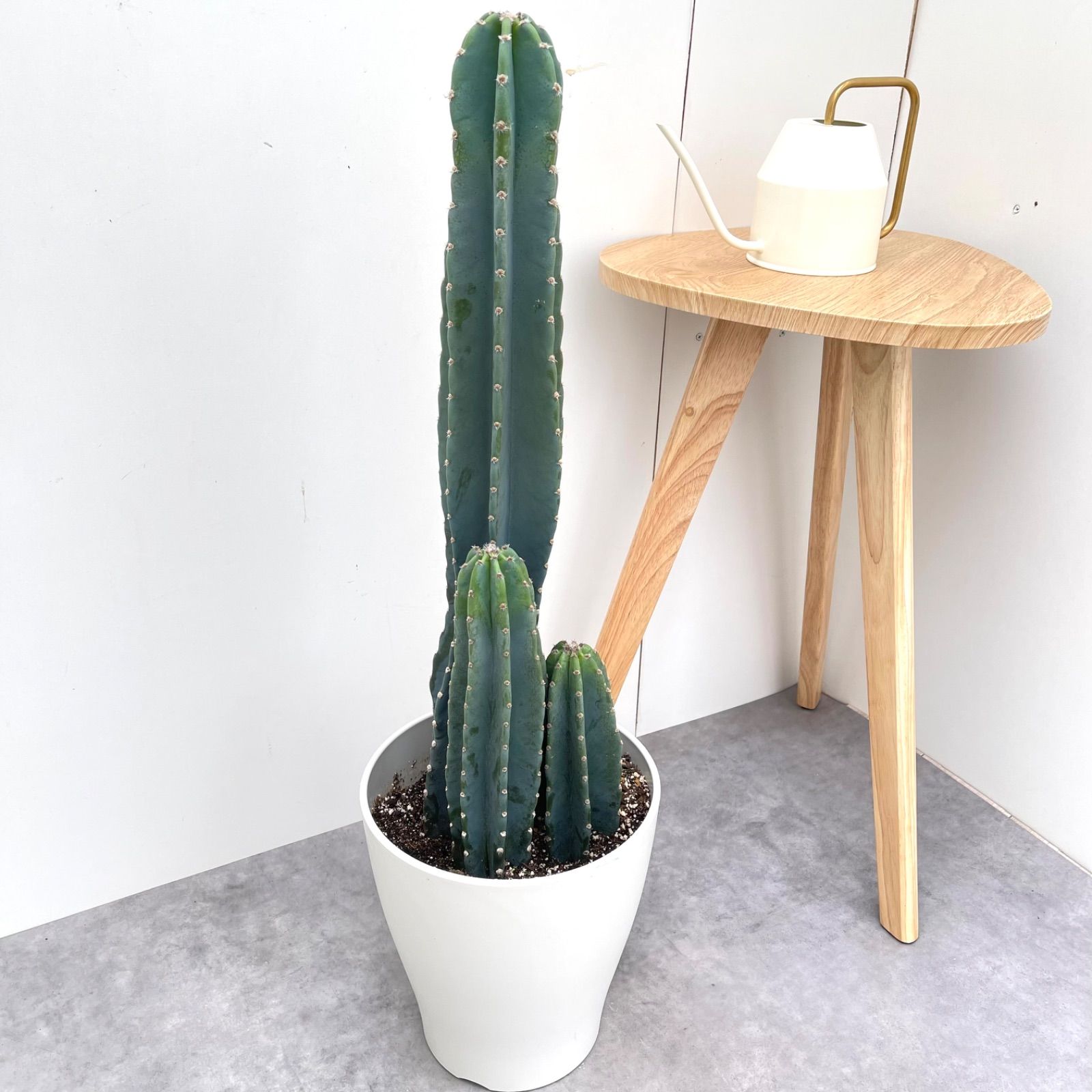 現品 観葉植物