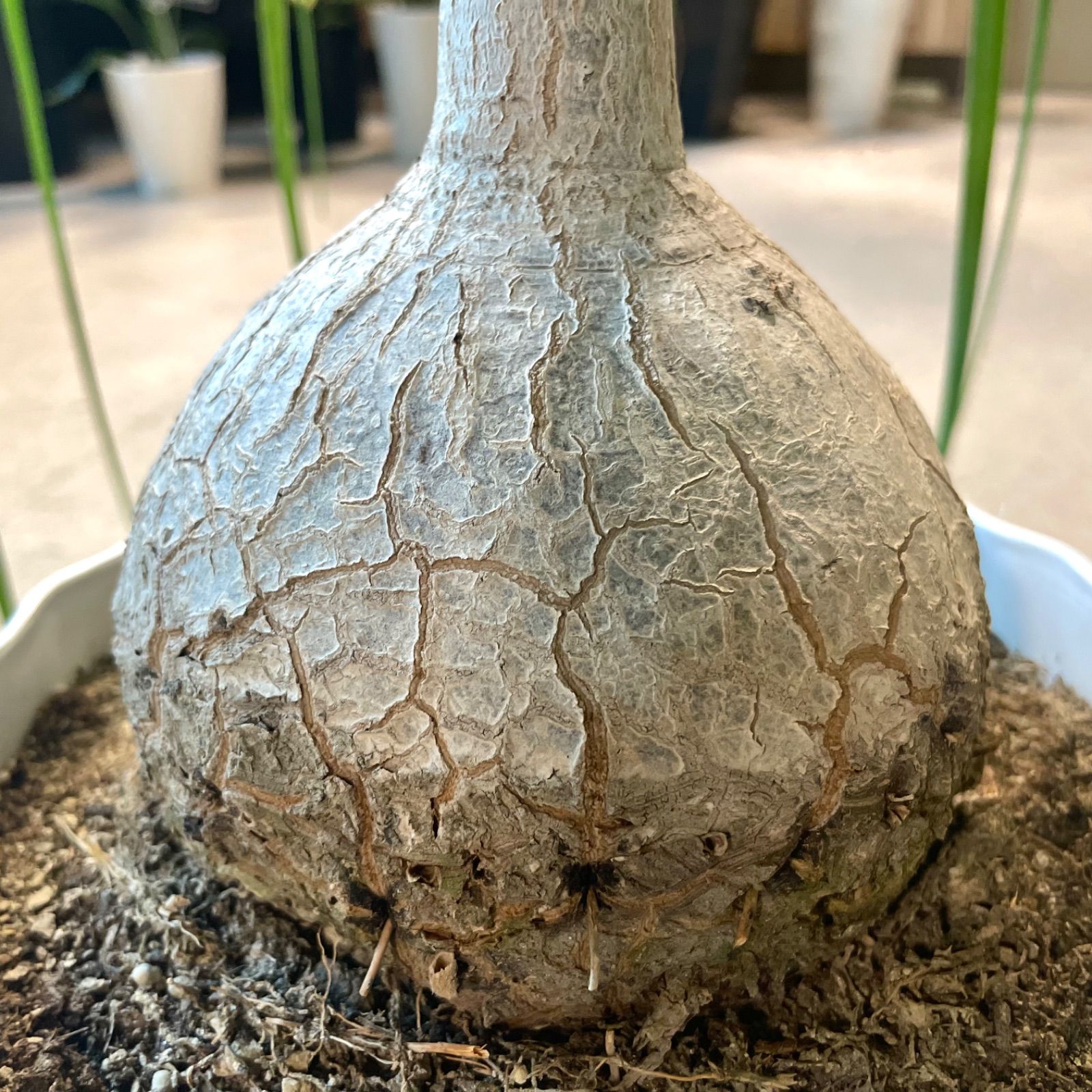 トックリラン ノリナ 大株 トックリラン