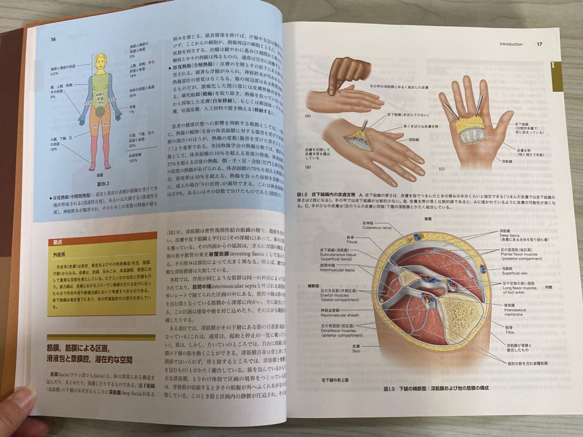 3-△ 臨床のための解剖学 第2版 キース L ムーア アーサー F デイリー アン M R アガー 佐藤達夫 坂井建雄 2016年 平成28年 書き込み有り 3-△ 臨床のための解剖学 第2版 キース L ムーア アーサー F