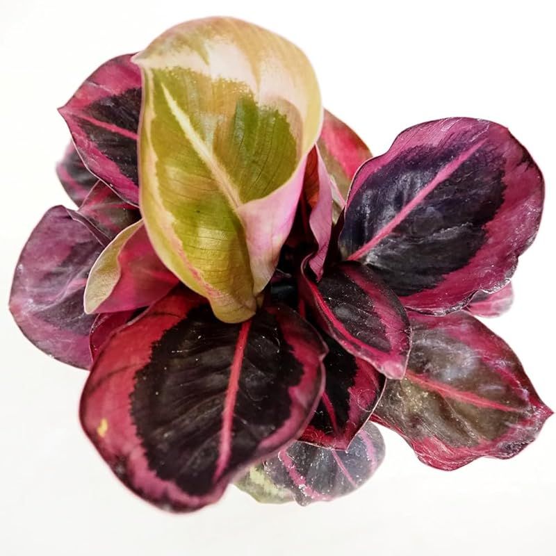 ＩＴＡＮＳＥ カラテア レッドモジョ 3号 3個セット 観葉植物 学名 Calathea Red Mojo クズウコン科 カラテア属 非耐寒性多年草 別名 ゴシキヤバネショウ 五色矢羽蕉 ピンクスター 深いグリーンから黒にも見える濃緑色の円形の葉 筆