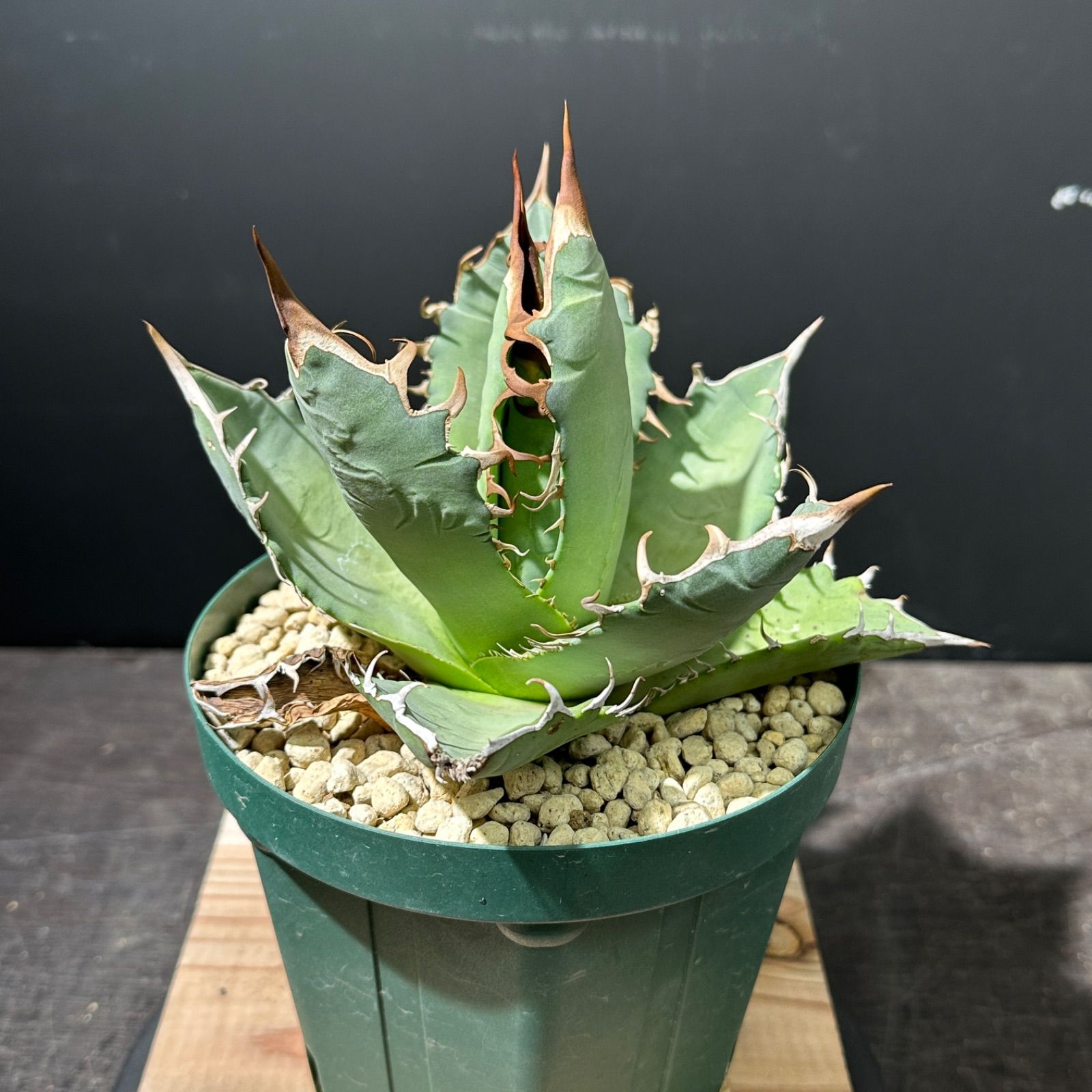 フラワー・ガーデニングオテロイ 実生 選抜 中株 agave oteroi