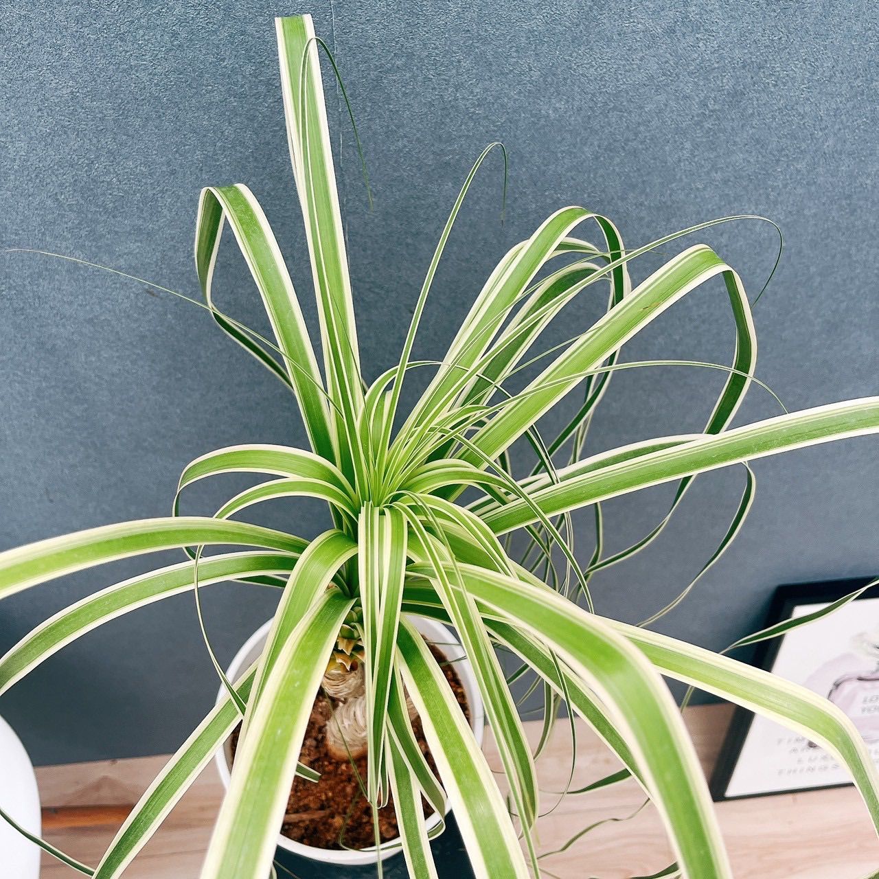 現品］【珍しい】F ブコニア レクルバータ バリエガータ 7号 観葉植物
