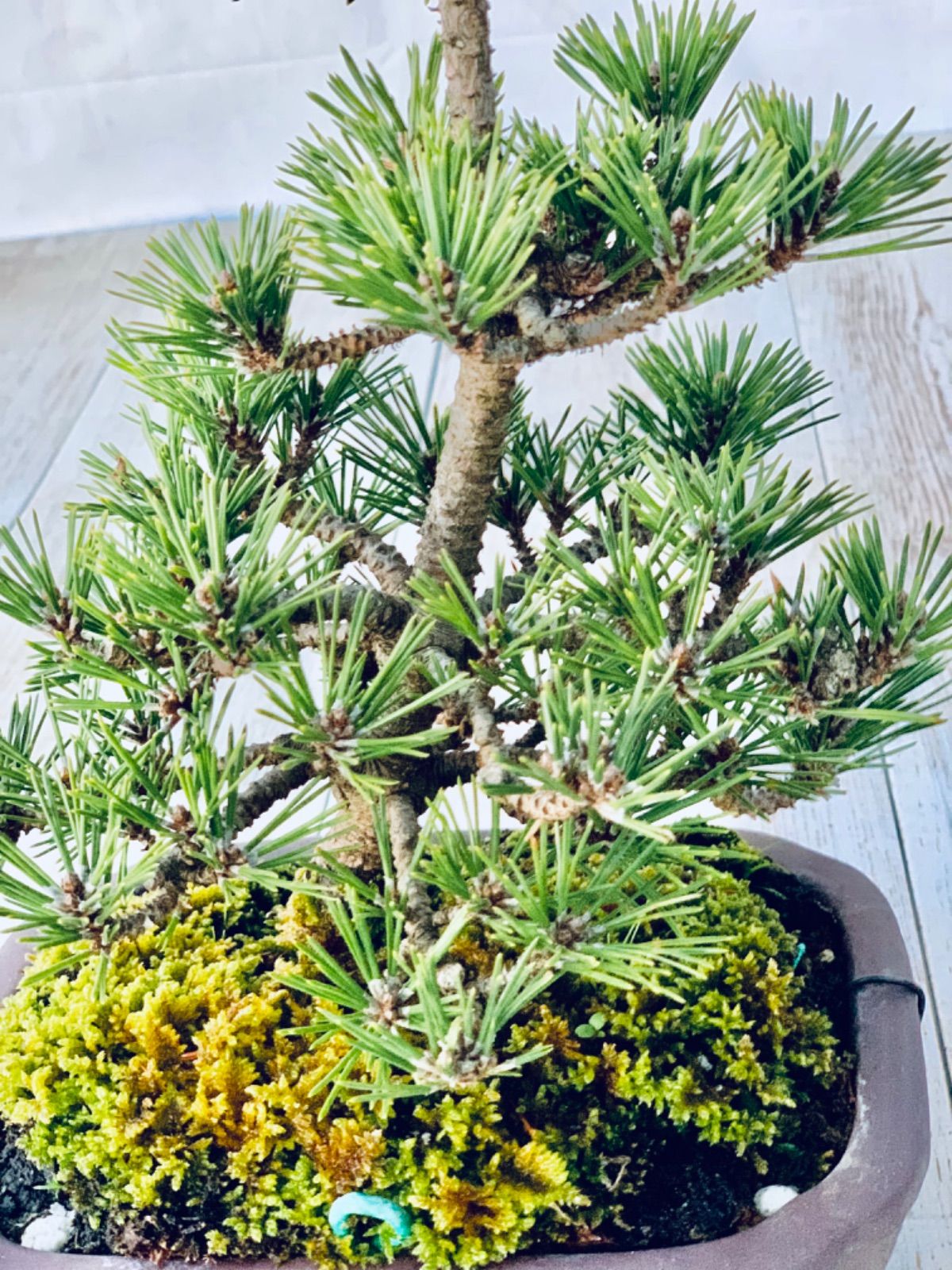 千寿丸 松 千寿丸 の盆栽を販売｜盆栽妙 – 盆栽妙 本店