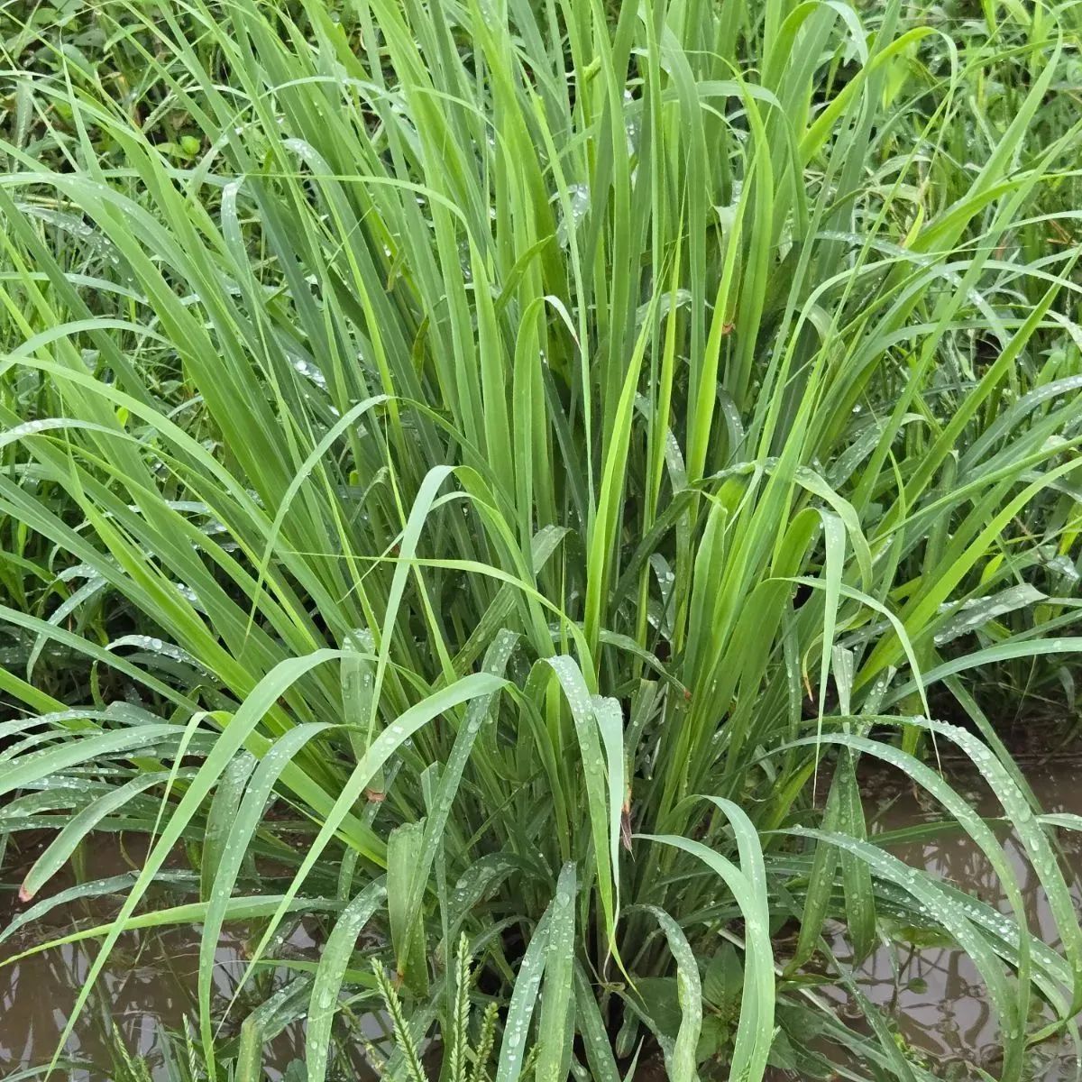 レモングラス苗 300本 無茶