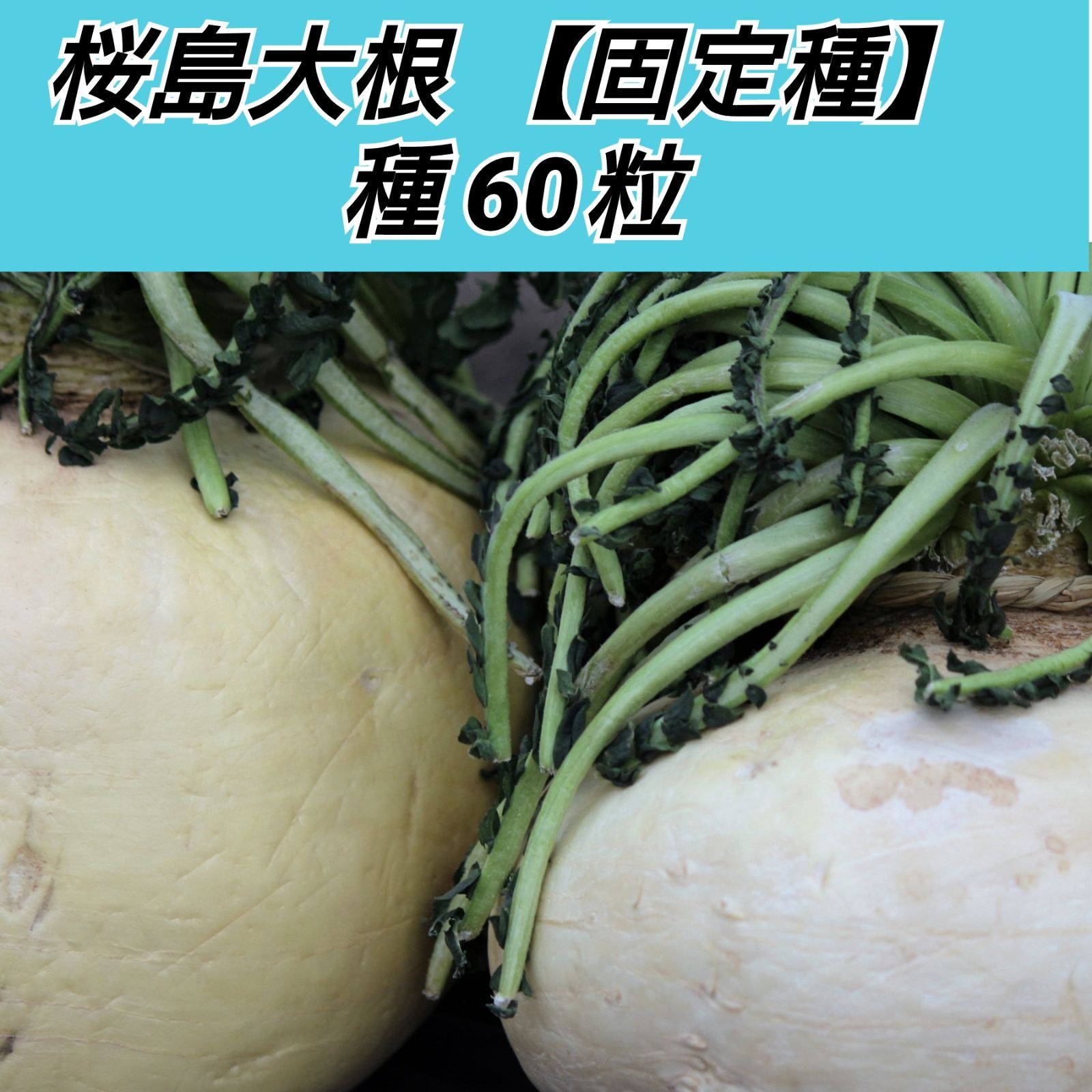 桜島大根 種60粒世界一の大きさギネス認定 95％以上節約
