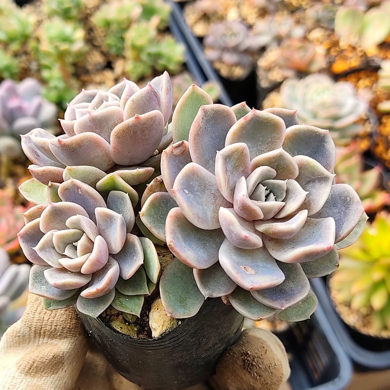 多肉植物 タイニーバーガー 子株つき 抜き苗 ❁⃘*.゜ - 植物/観葉植物