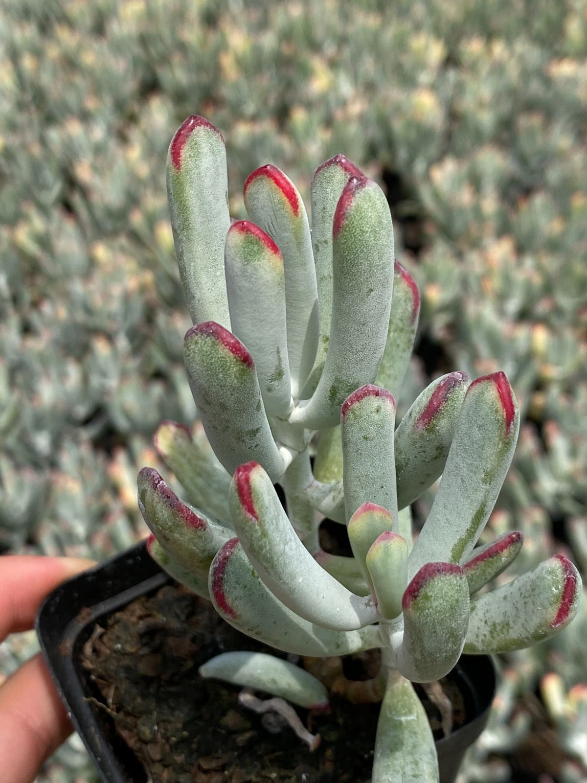 ZM1682×70 福娘錦 抜き苗 多肉植物 アエオニウム エケベリア 韓国苗 YUZUMIYA_COM