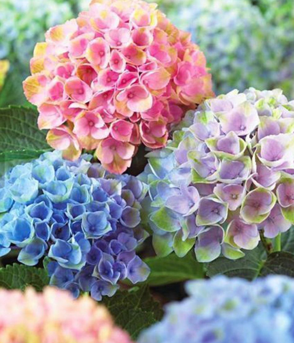 Flower Pen フラワーペン 紫陽花/あじさい(五色) 【公式通販】