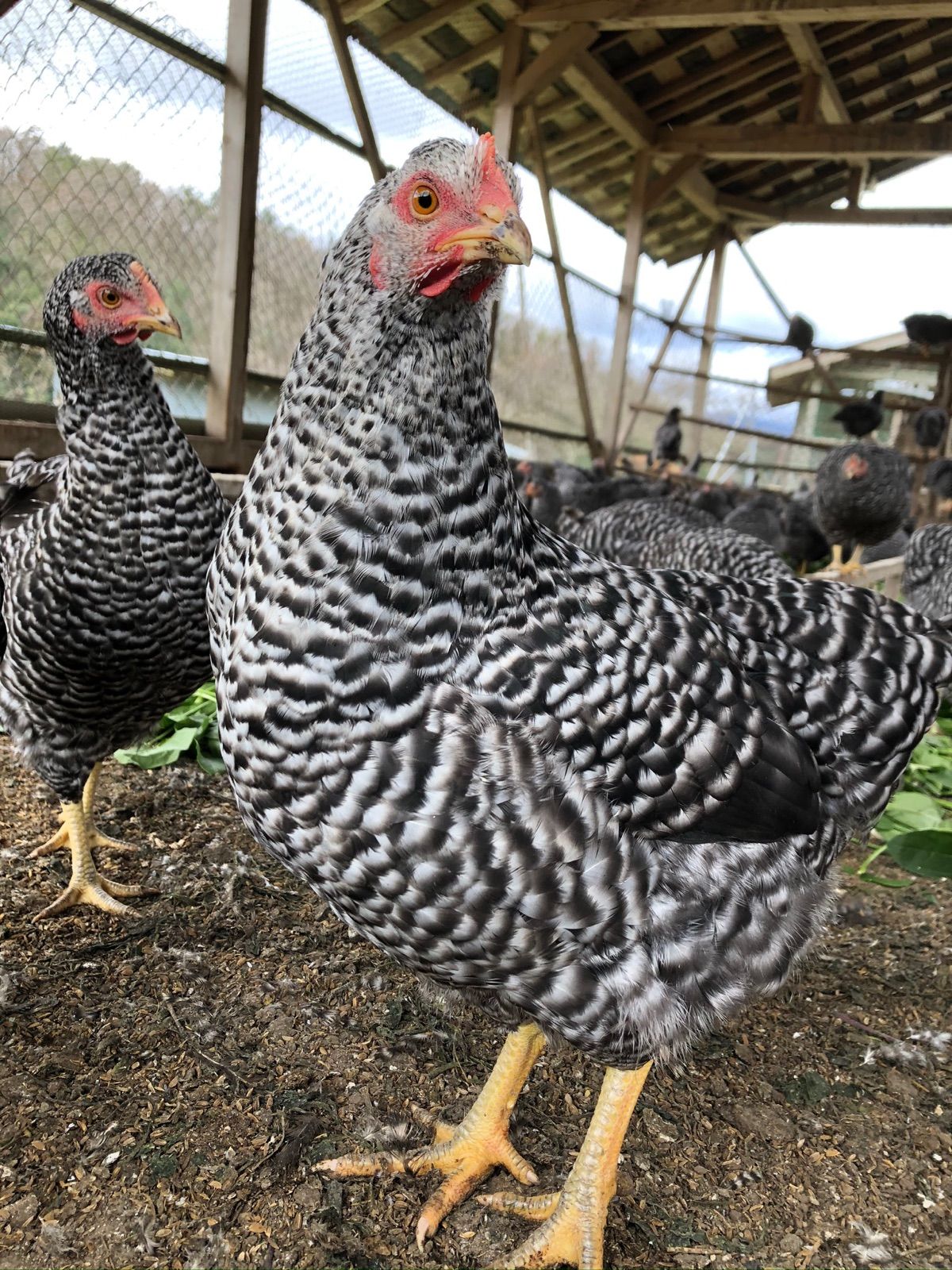 平飼い有精卵10個　ふぁーむbuffo