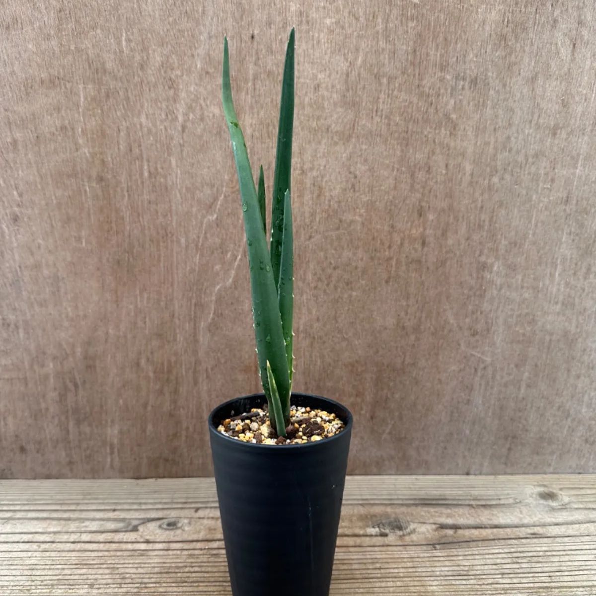 アロエ バーベラエ ① Aloe barberae キジカクシ科 ツルボラン亜科 アロエ属 現品 多肉植物 観葉植物 雑貨 おすすめ インテリア 植物  プレゼント おしゃれ かわいい グリーン 医者いらず - メルカリ