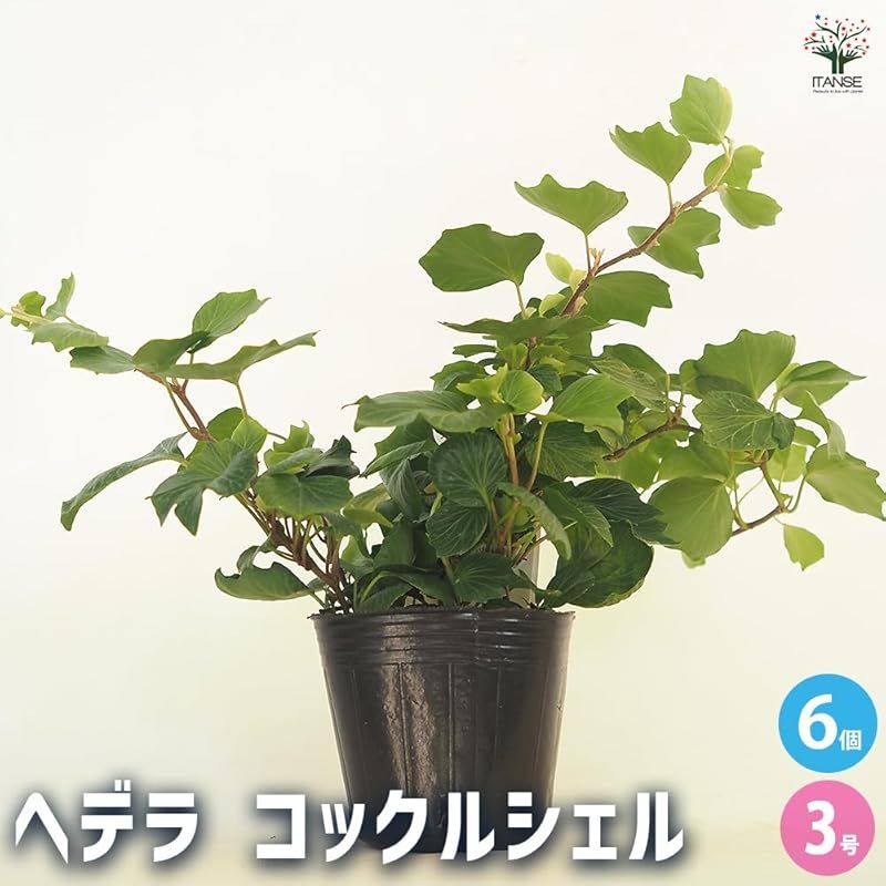 ITANSE ヘデラ コックルシェル 3.5号 6個セット 品種で選べる観葉植物 学名 Hedera helix Cockle Shell ウコギ科ヘデラ属 耐寒性常緑つる性多年草 別名 アイビー セイヨウキヅタ フユヅタ 冬蔦 英名 Comm