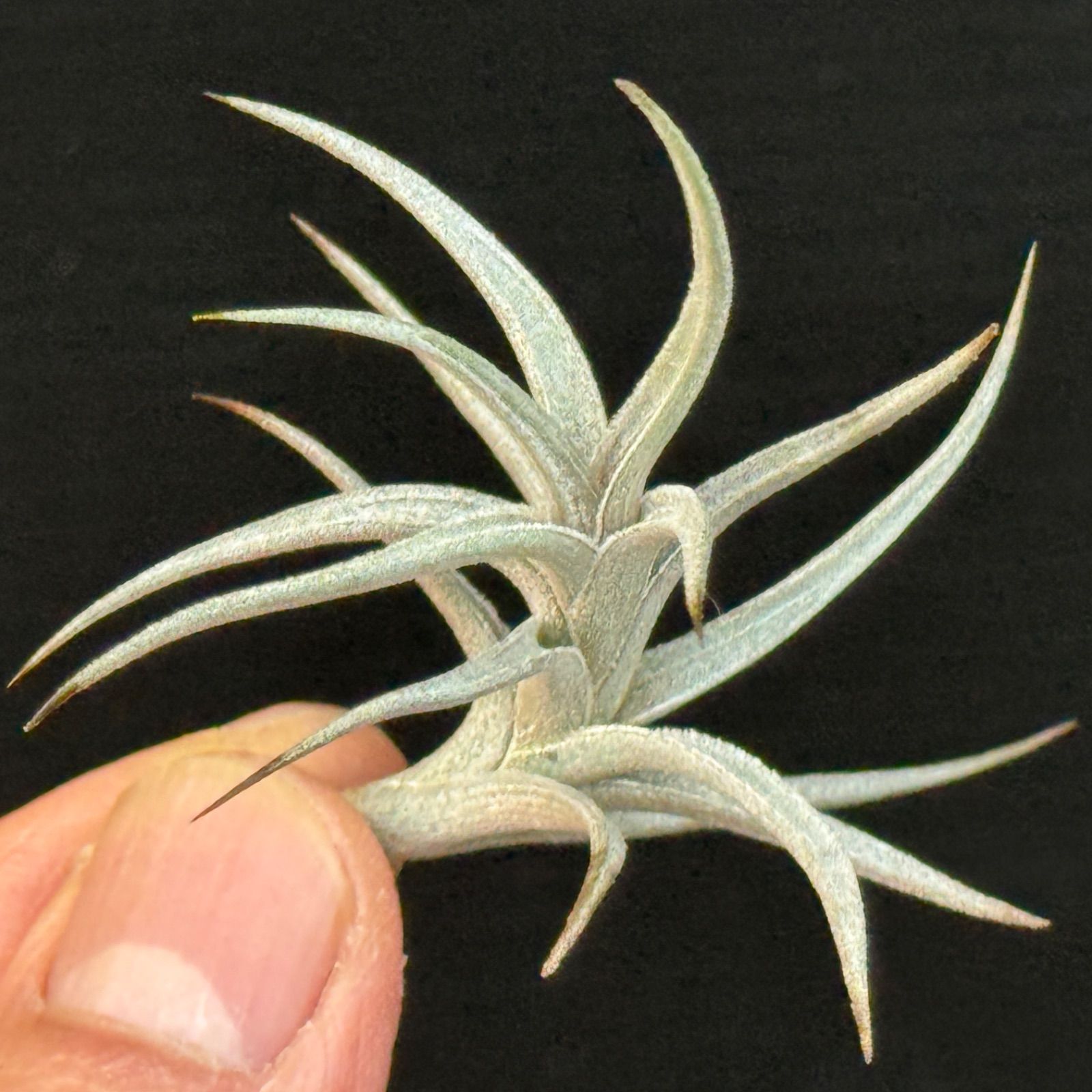 Tillandsia peiranoi チランジア・ペイラノイ①
