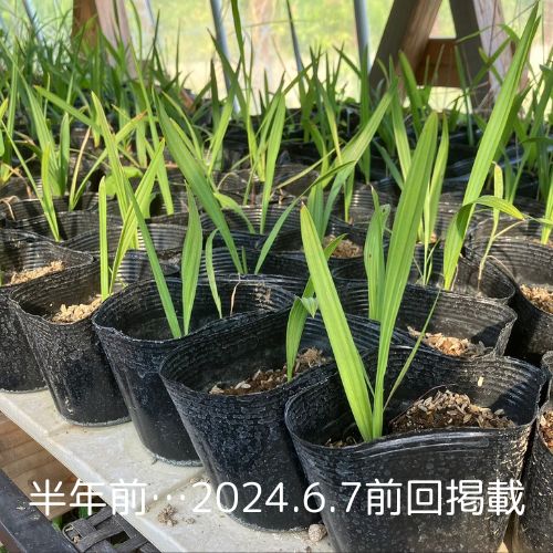 palmetto 30本