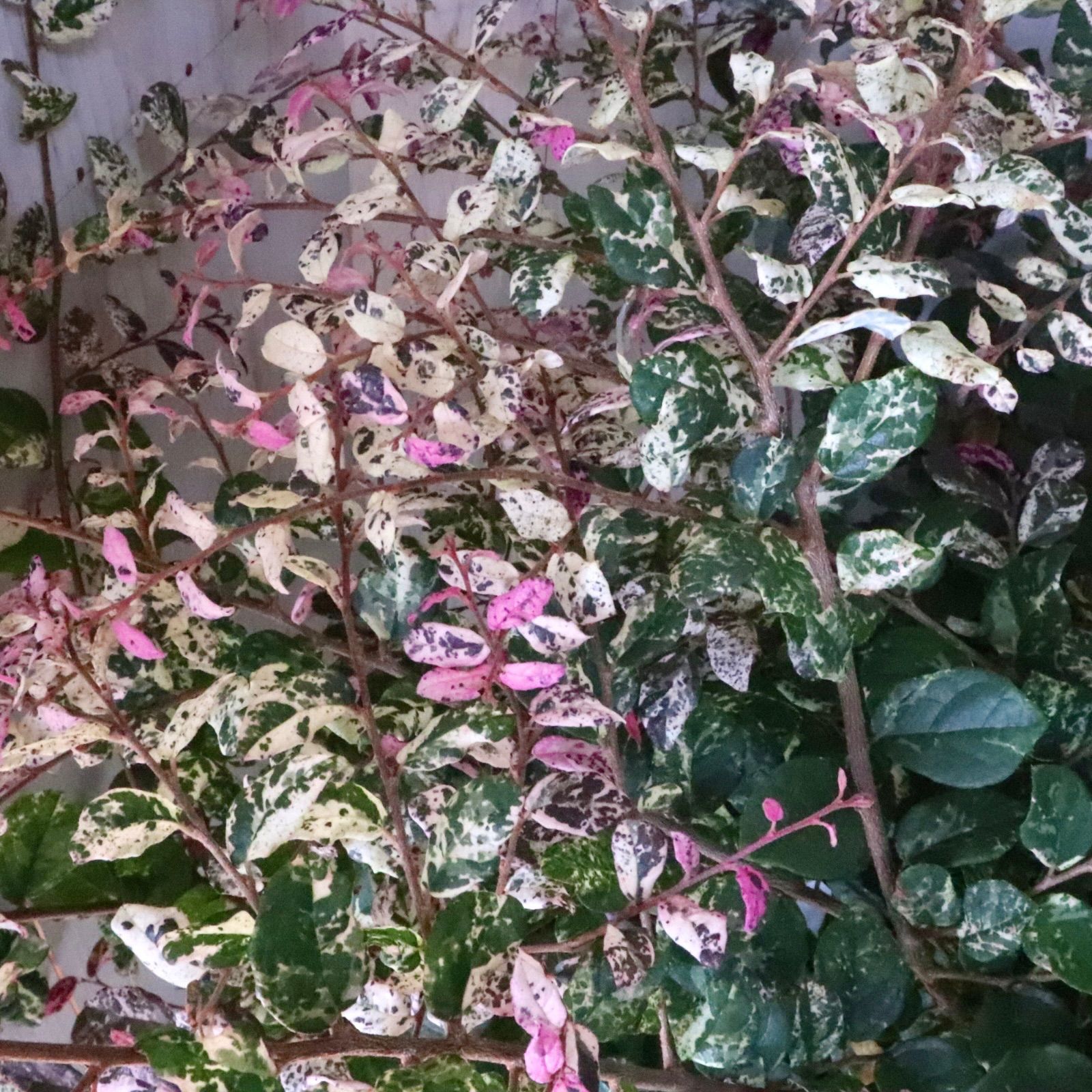 立派♡トキワマンサク♡七彩♡8寸鉢♡ トキワマンサク 「七彩」（しち