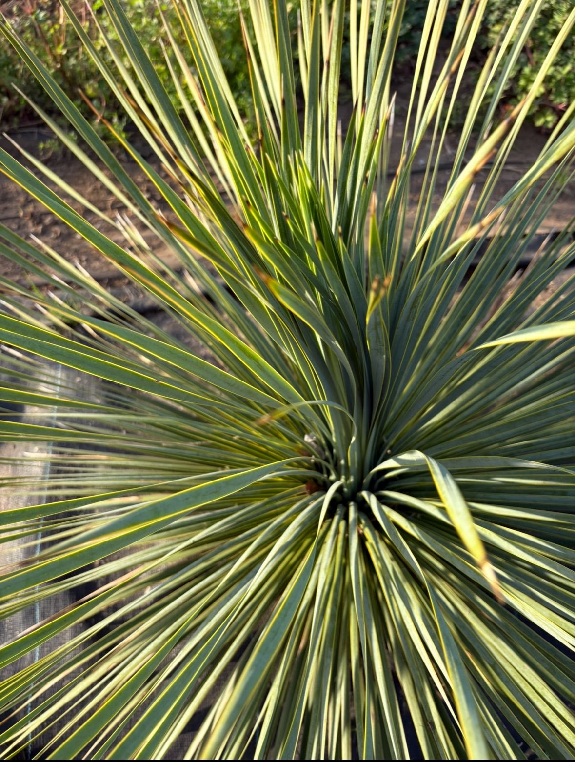 ユッカ 購入 ロストラータ 7号鉢物全長60cm ユッカ ロストラータ