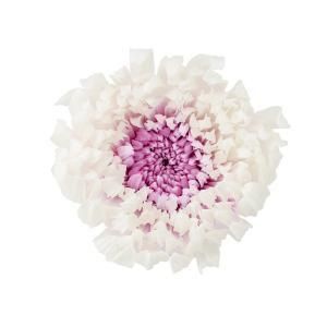 【新品・5営業日で発送】大地農園 EARTH MATTERS 輪菊・咲花・ミルフィーユ ホワイトパープル (04185-014)