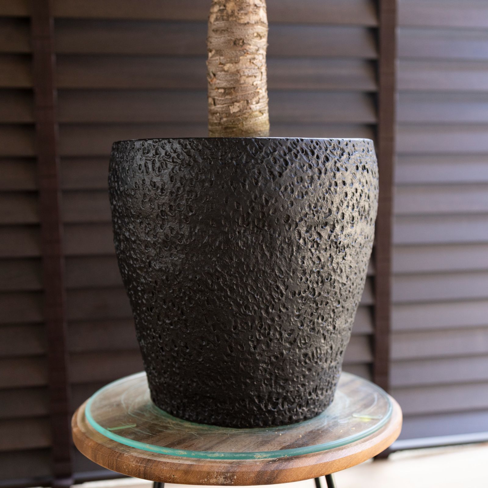 アツバキミガヨラン　ユッカグロリオサ ユッカ グロリオサ Yucca Gloriosa 幹立ち 7号陶器鉢