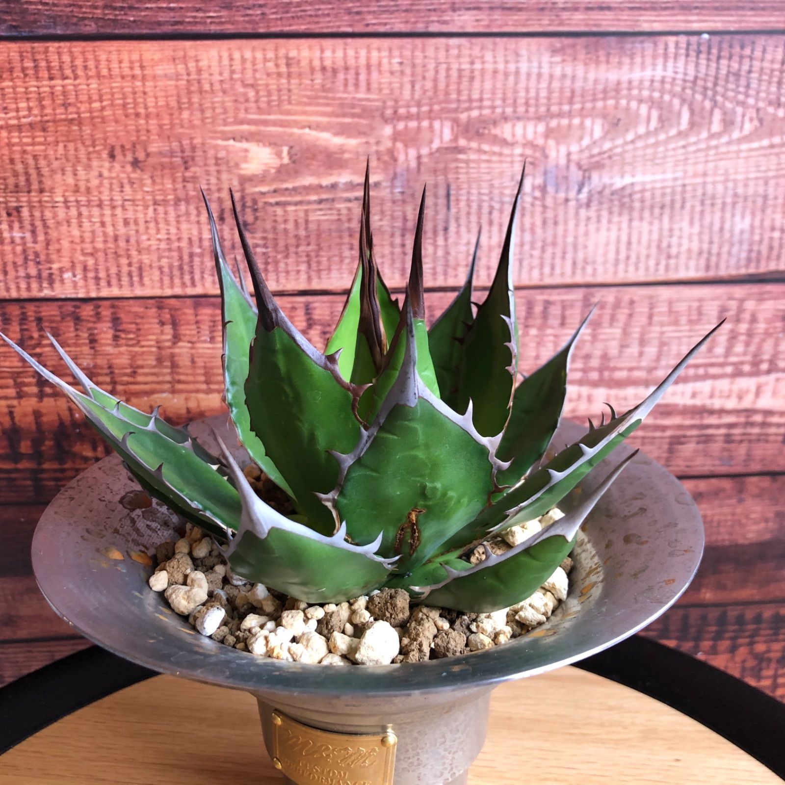 アガベ　激締めホリダ　m&m鉢 アガベ ホリダ masses鉢付き m&m 鉢 鉄鉢 アガベ 【公式通販】