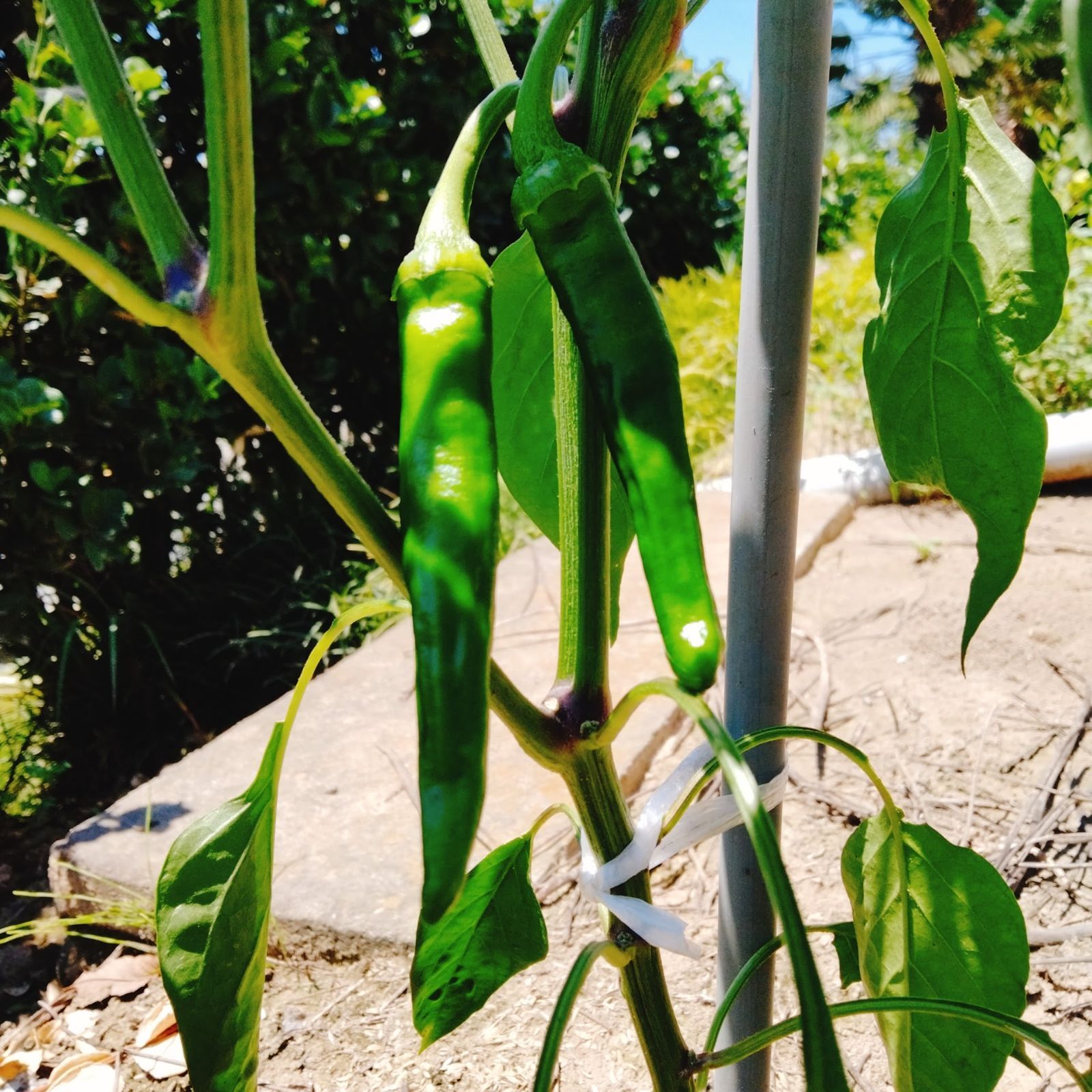 ブランド兵庫県産　万願寺とうがらし　栽培期間中農薬不使用 ブランド兵庫県産 万願寺とうがらし 栽培期間中農薬不使用