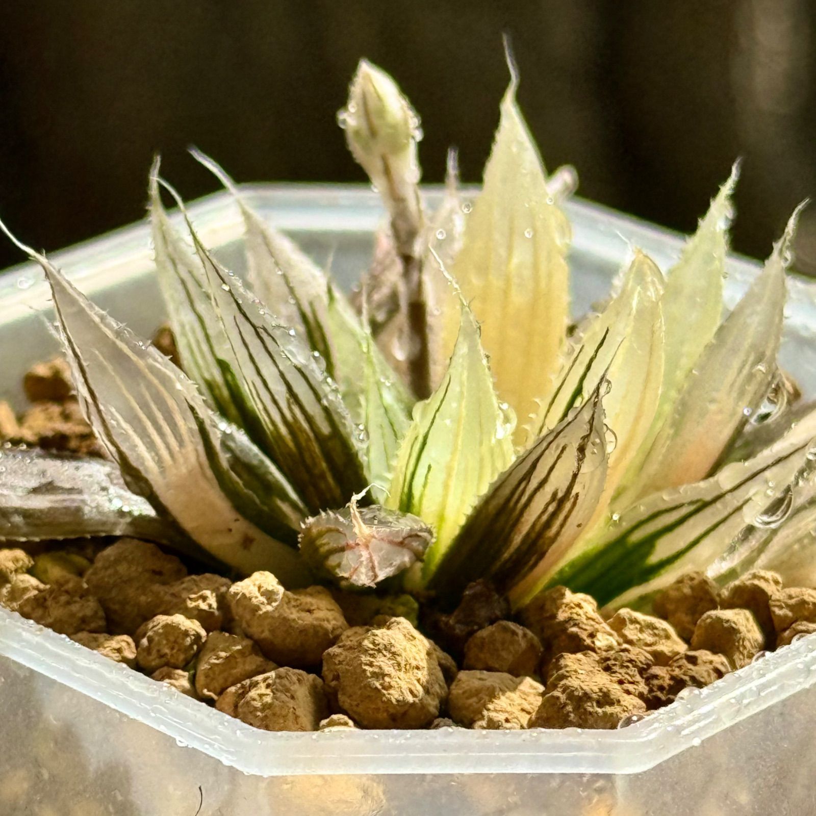 dragon eggs pot 植木鉢 five elements plants Dragon eggs pot SUN