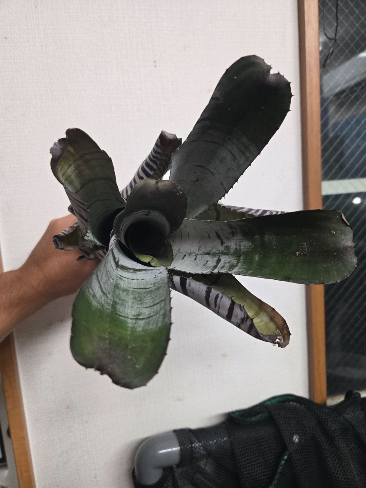 エクメアチャンティニー☆ブラックセレクト エクメア チャン