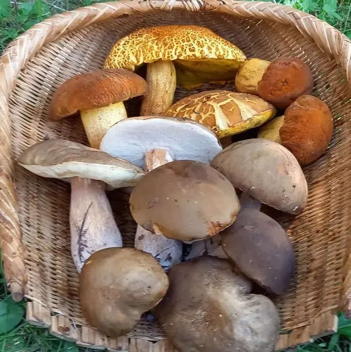 北海道産　ヤマドリダケモドキ　ススケヤマドリダケ2.5kg 10日 食品・飲料・酒 北海道産 ヤマドリダケモドキ ススケ