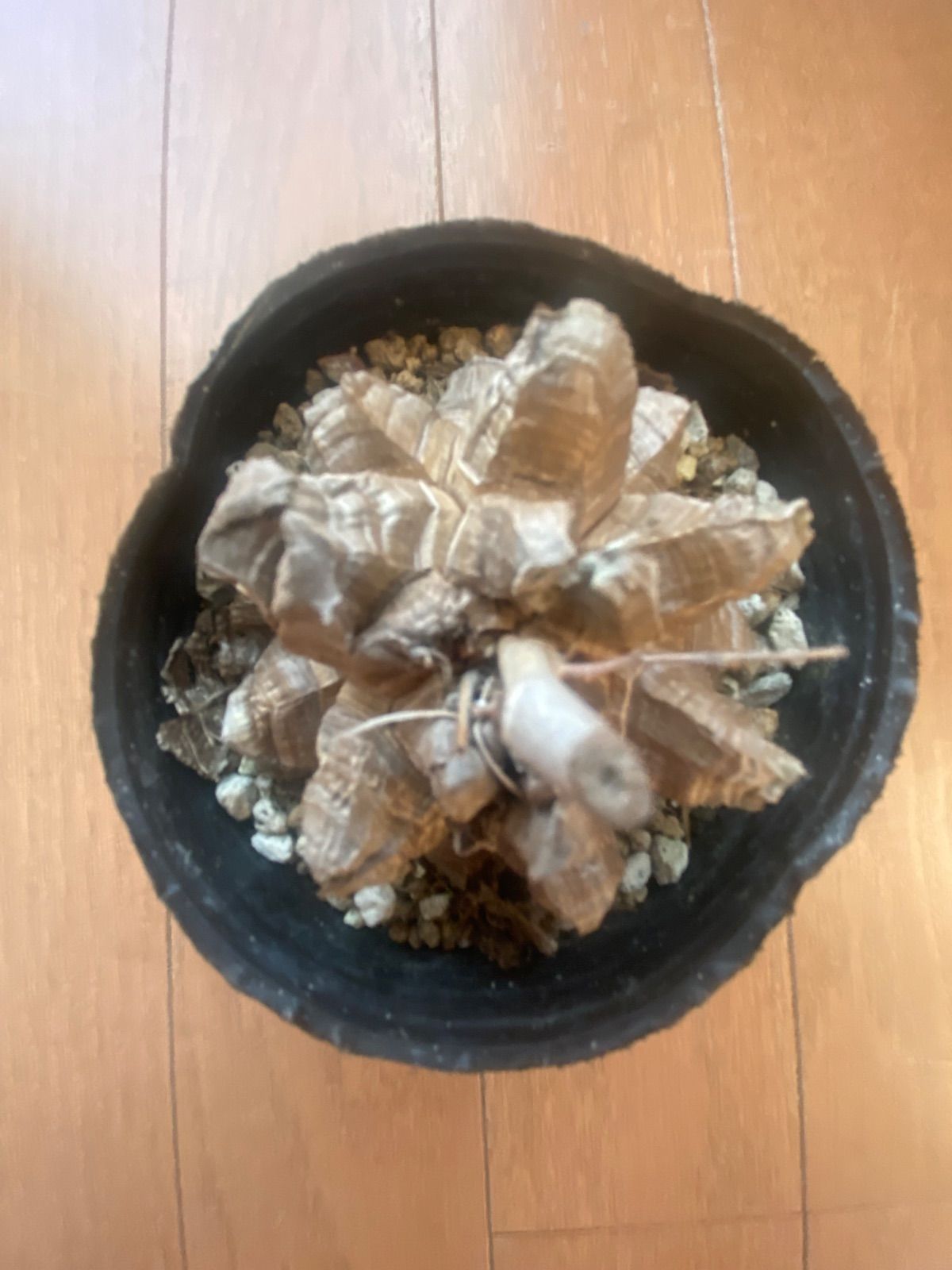 発根済長谷川亀甲竜5寸サイズ特A キーホルダー付き