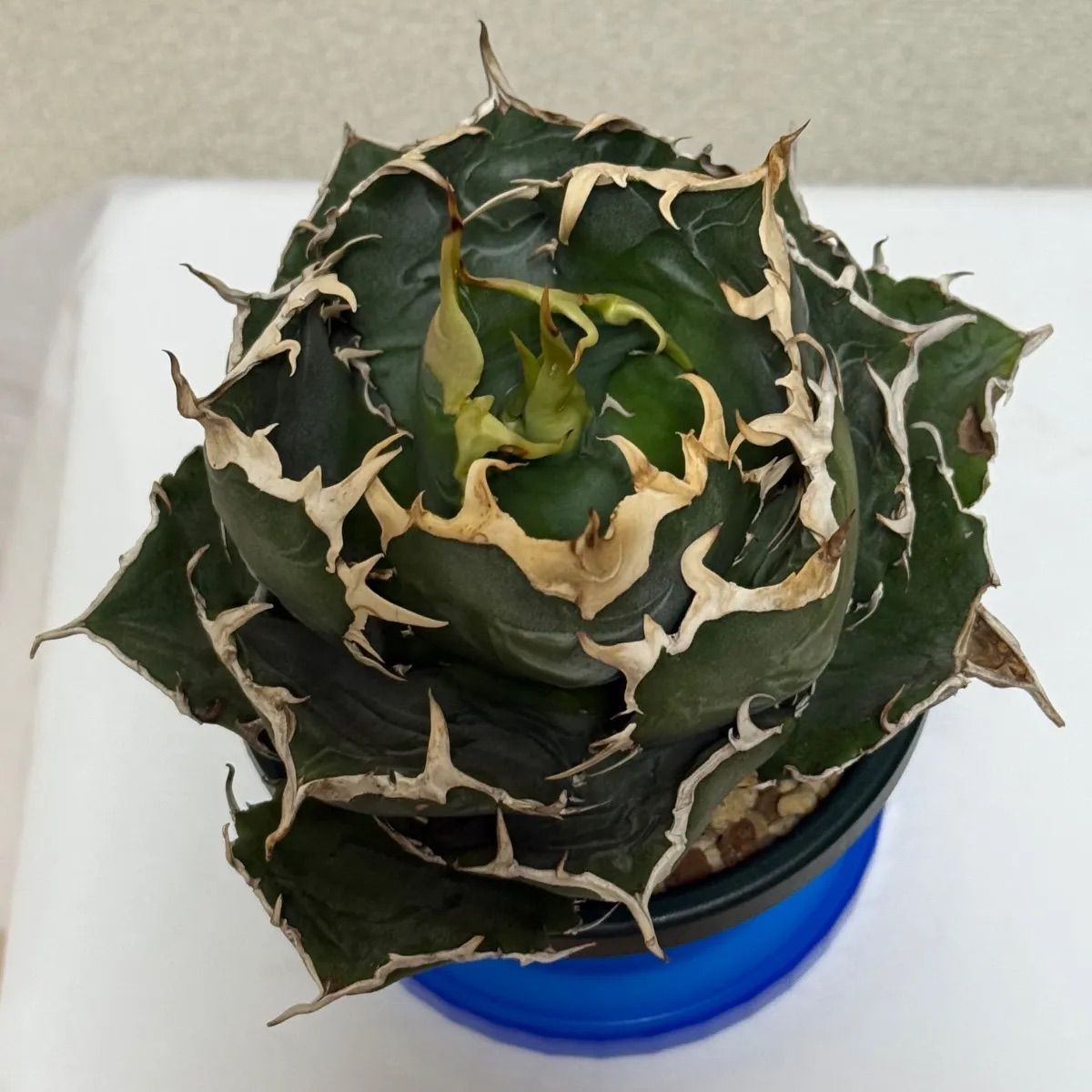 アガベ オテロイ ボールタイプ チタノタ 鉢付き FO-076 【大株