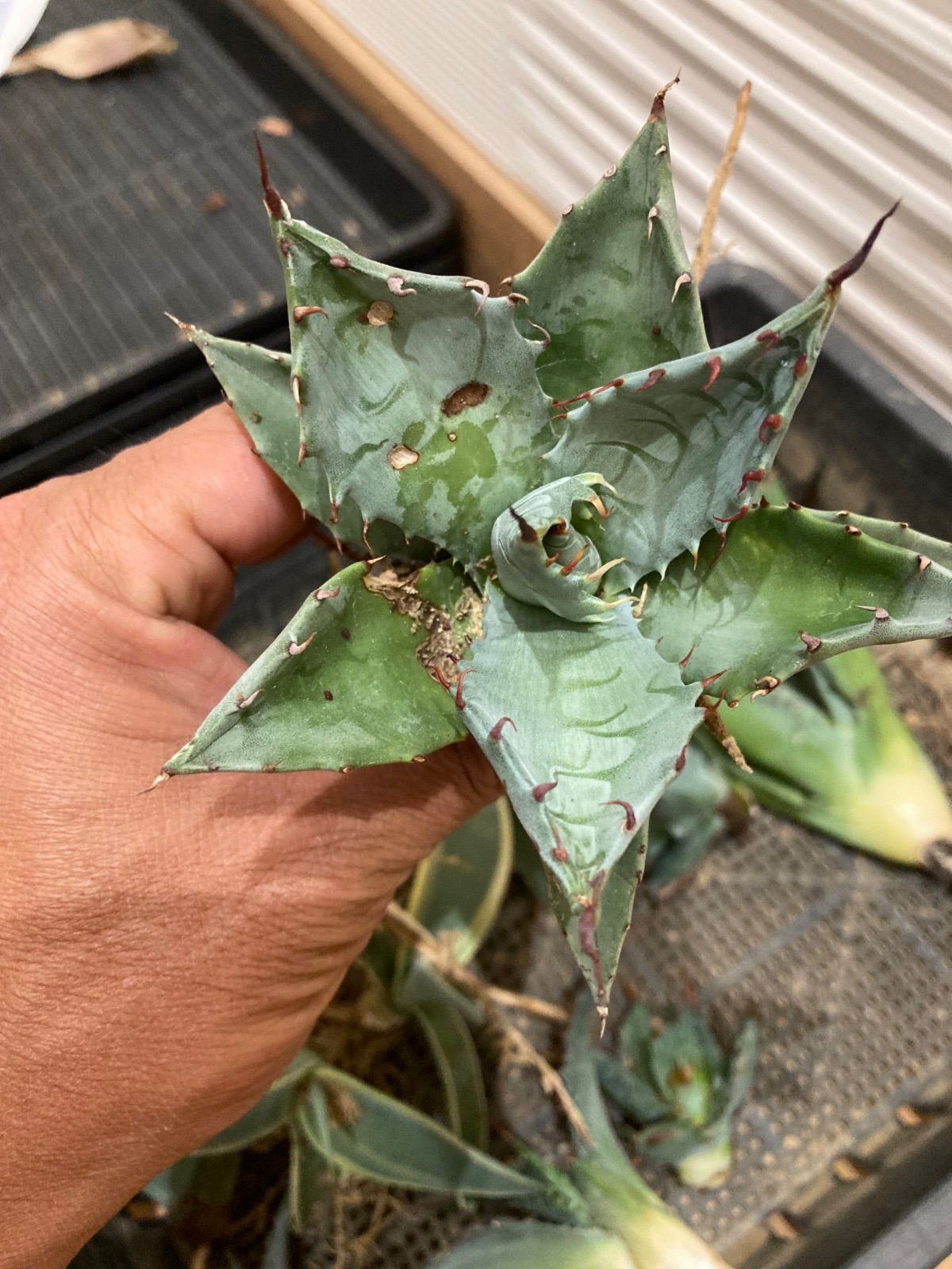 アガベ　パラサナ　マルガリータ④ アガベ パラサナ×マルガリータ - メルカリ