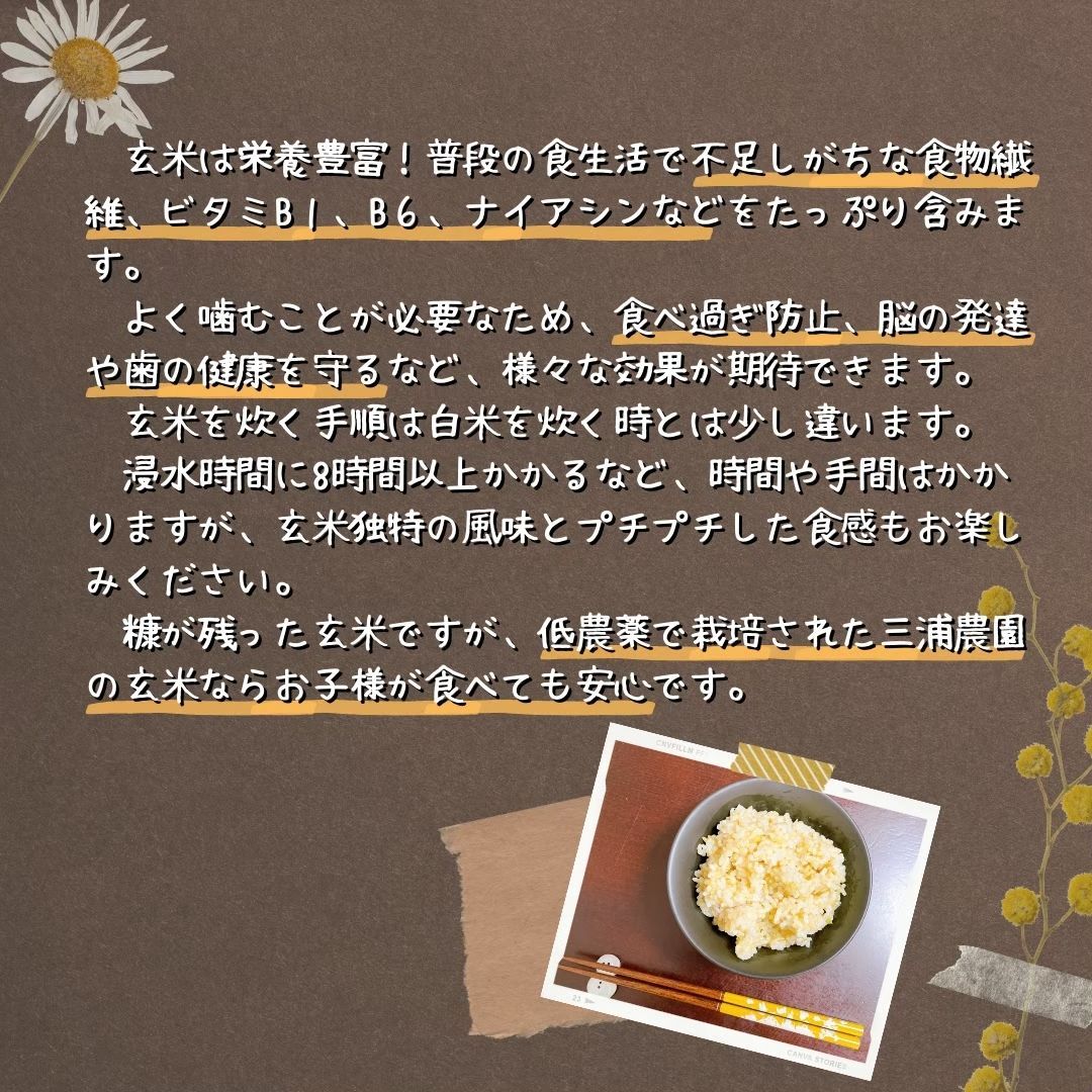 【令和6年・減農薬・特別栽培米】ななつぼし 10kg 北海道 蘭越産
