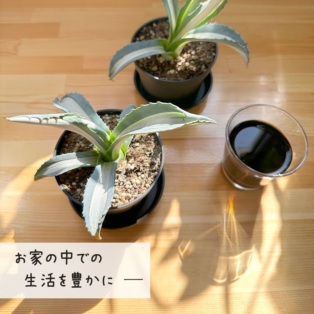 鉢植え