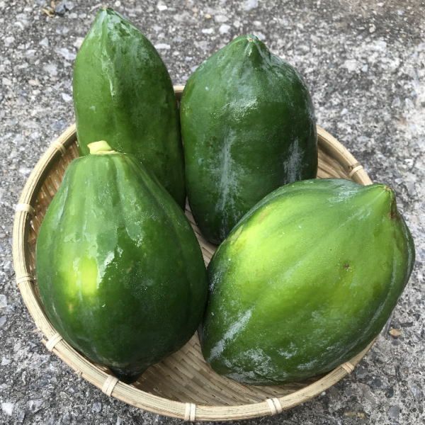 青 パパイヤ 10キロ 大玉 野菜沖縄産