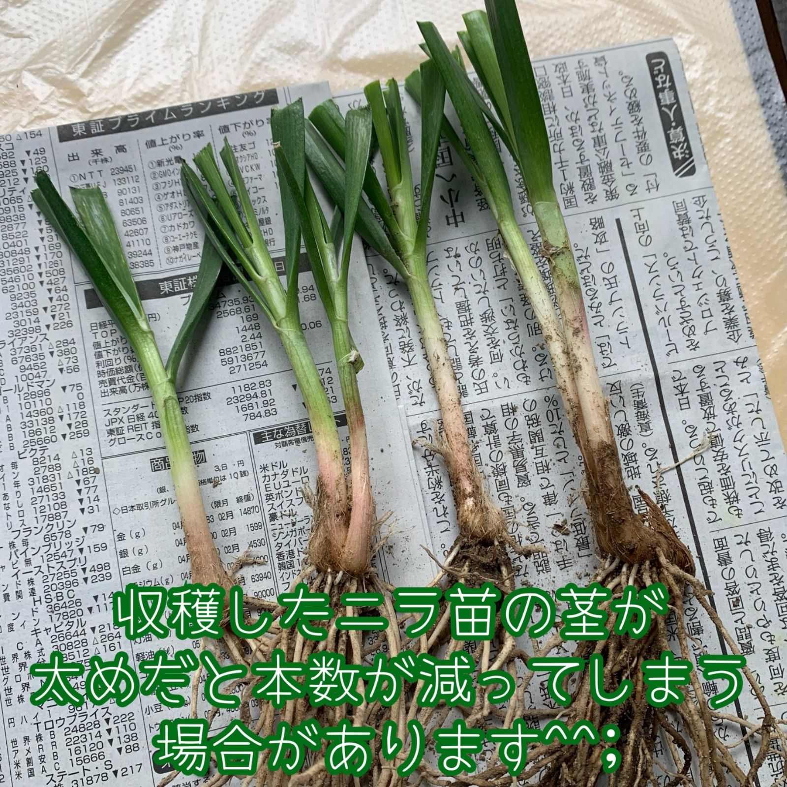 農薬不使用！根っこ付きニラ苗 約45-50g 新品 - メルカリ