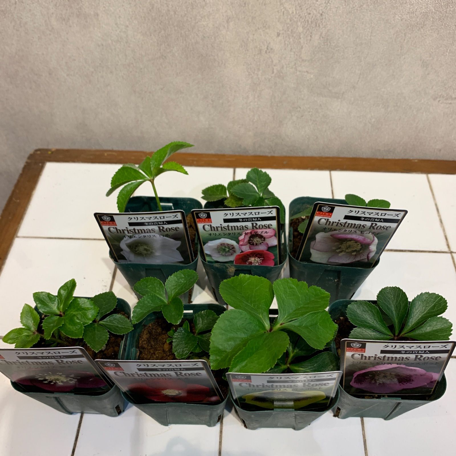 7種類セット❗️クリスマスローズオリエンタリス❤️冬の貴婦人 2.5号