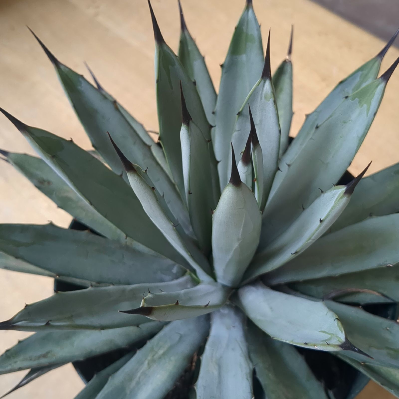 シルバー美株‼️ Agave マクロアカンサ 5寸鉢 鉢植え発送 アガベ