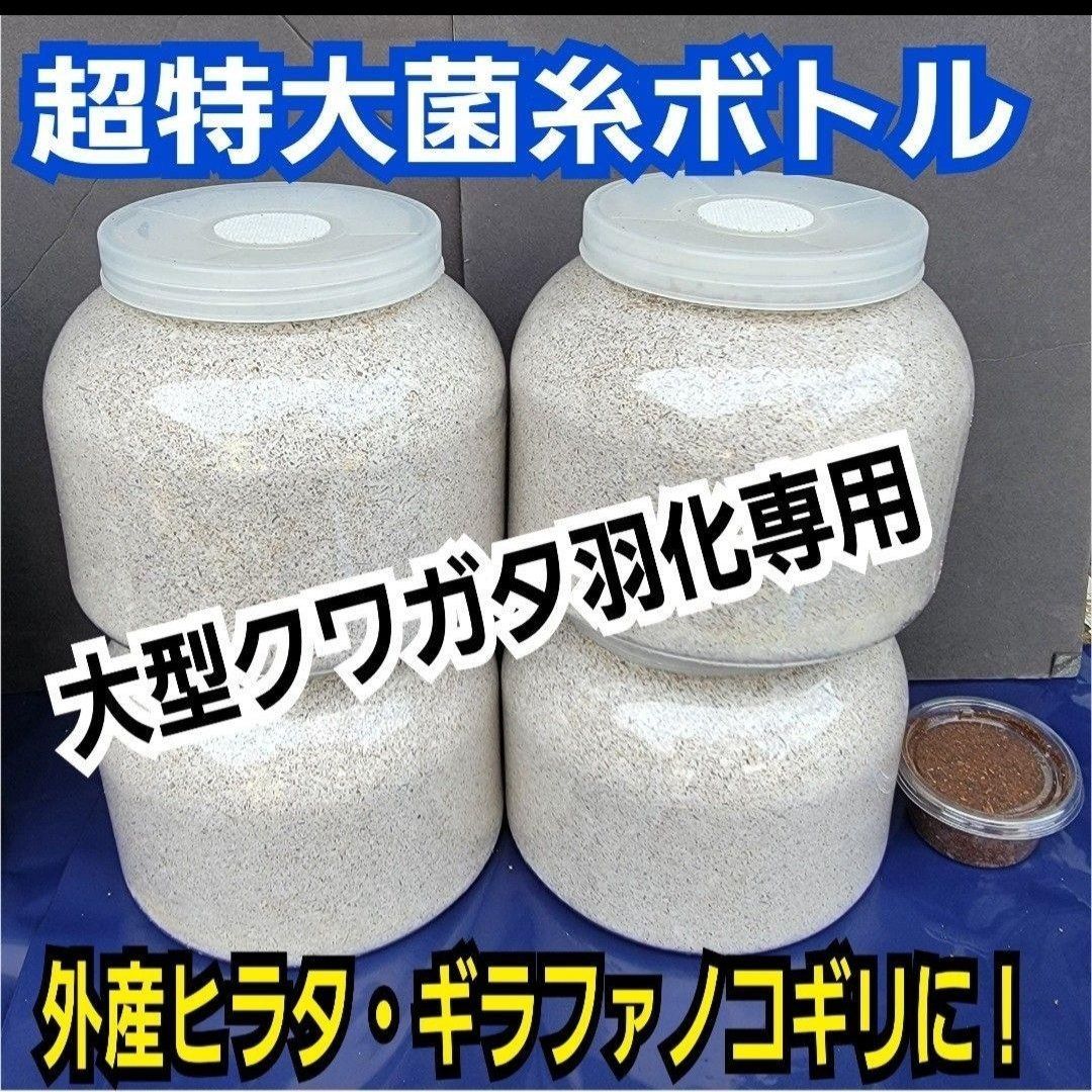 ギネス狙いに！ヒマラヤひらたけ超特大菌糸瓶【4本】特殊アミノ酸強化配合！大型種に