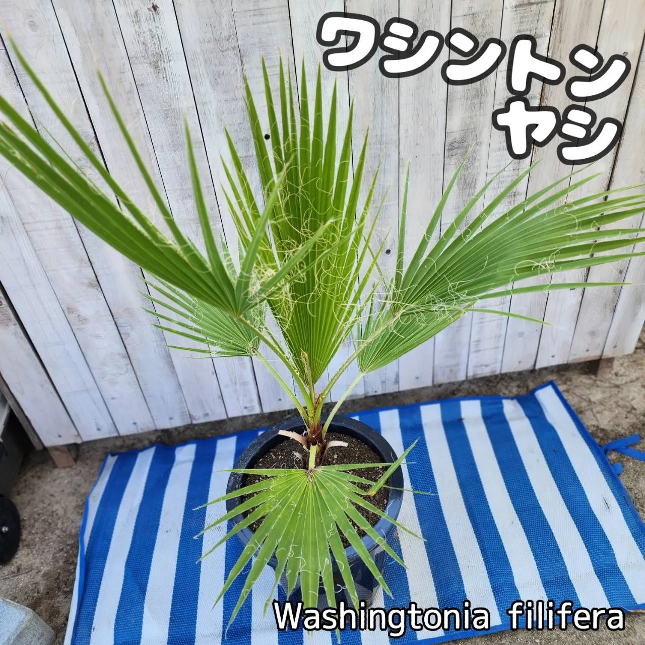 現品】ワシントンヤシ（ワシントニアパーム） 10号 BR番 2025年最新