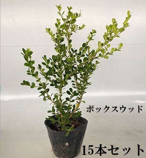 15本セット ボックスウッド樹高0.3m前後15cmポット