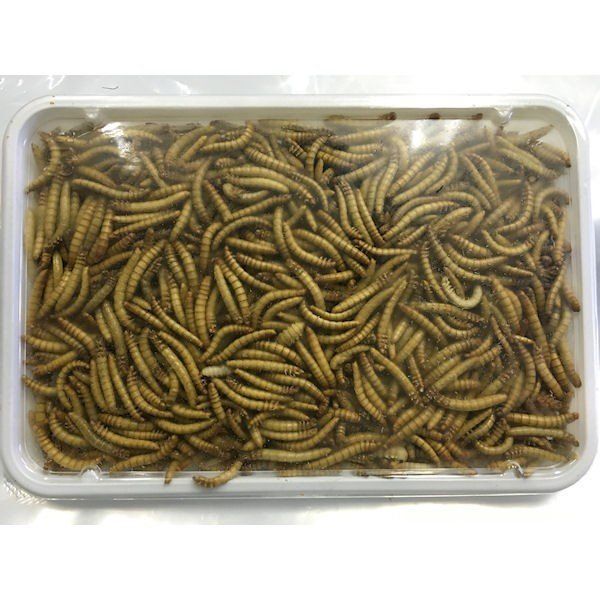 金子東日和、【朝の月（山梨県忍野村）】希少な額装用画集より、状態