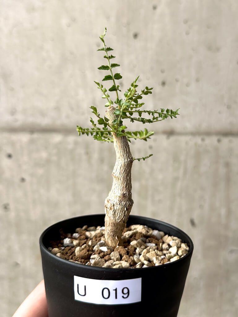 jelly magnet PAD サンプルポーチ ステッカー jelly magnet PAD